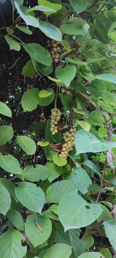 Schisandra chinensis 14