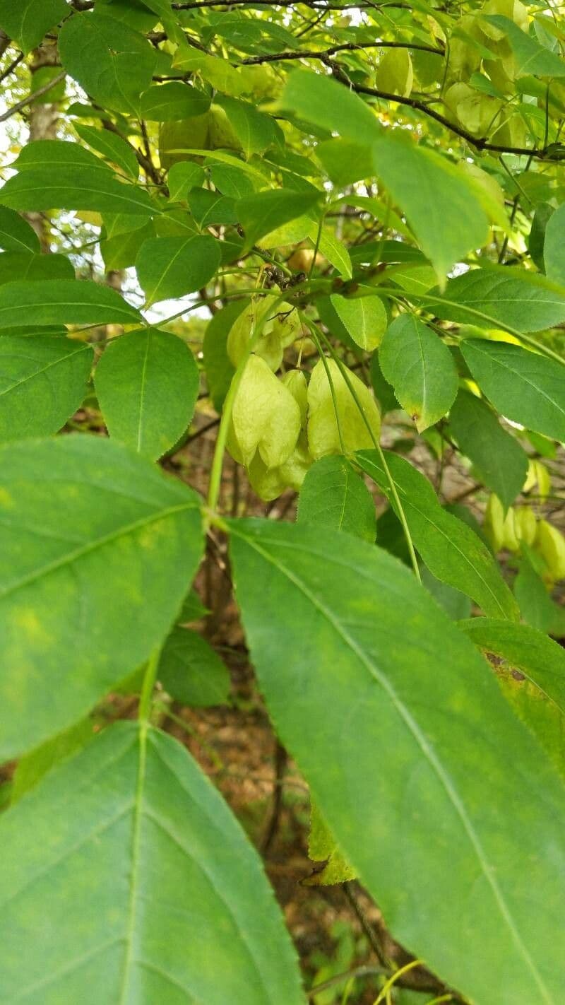 Staphylea trifolia 16