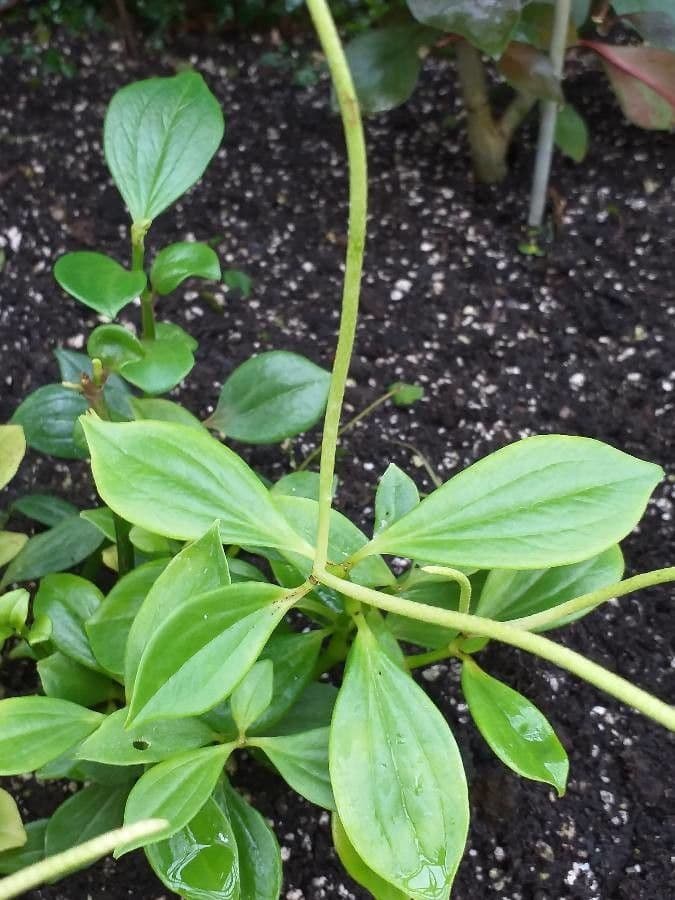 Peperomia glabra 4