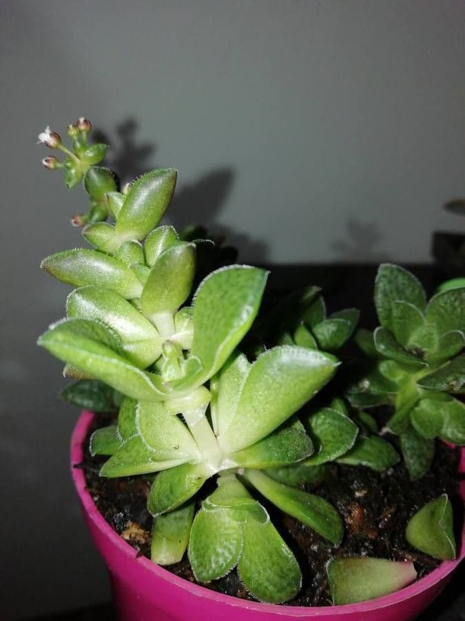 Crassula expansa 17