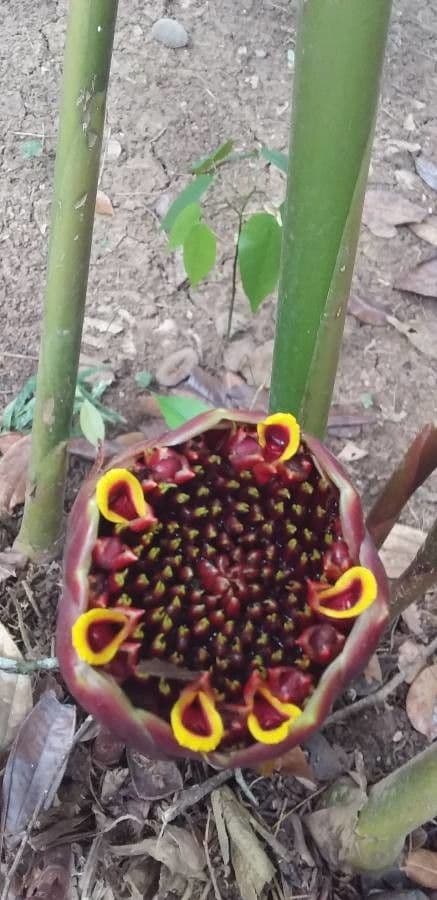 Etlingera 7