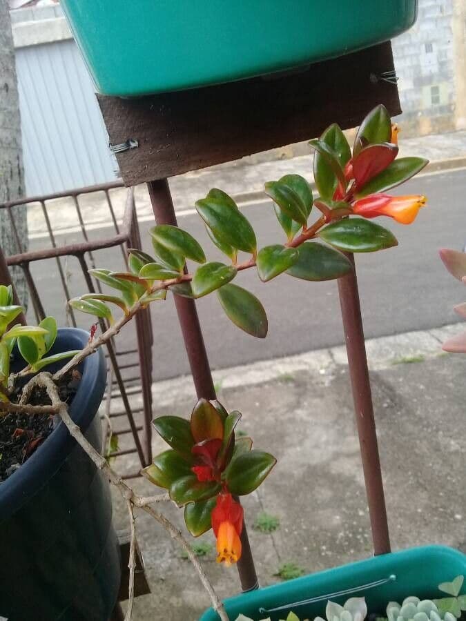 Nematanthus 17