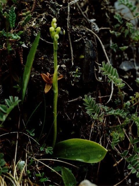 Orchidea a foglie ottuse 5