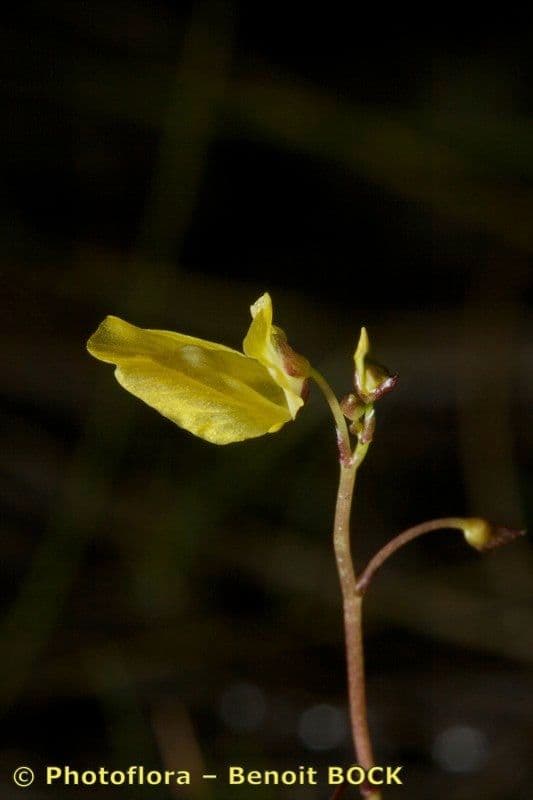Erba-vescica minore 26