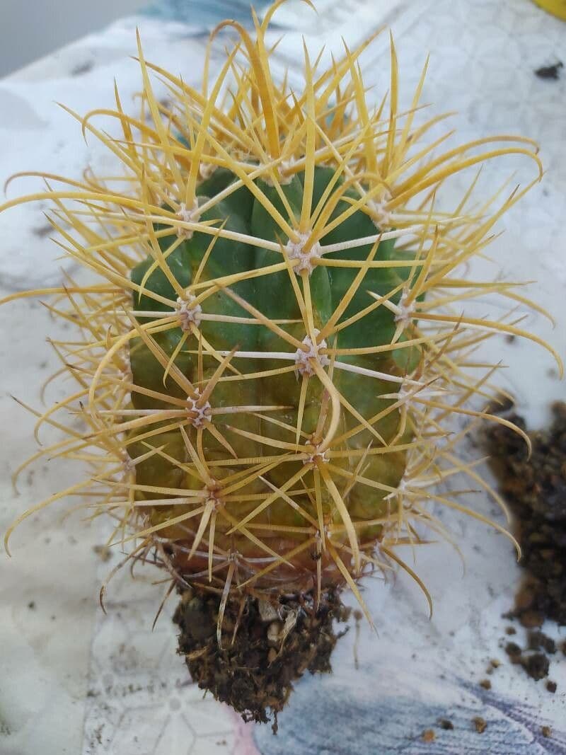 Ferocactus 7