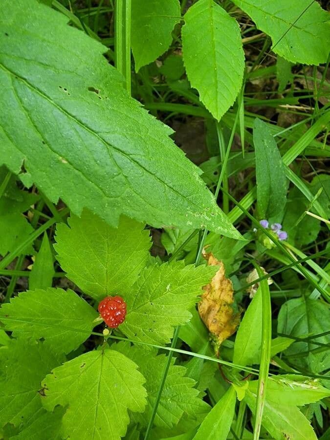 Lampone pubescente 3