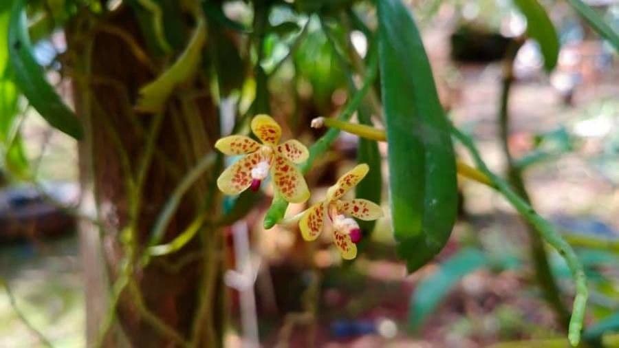 Leopardí orchidej 2