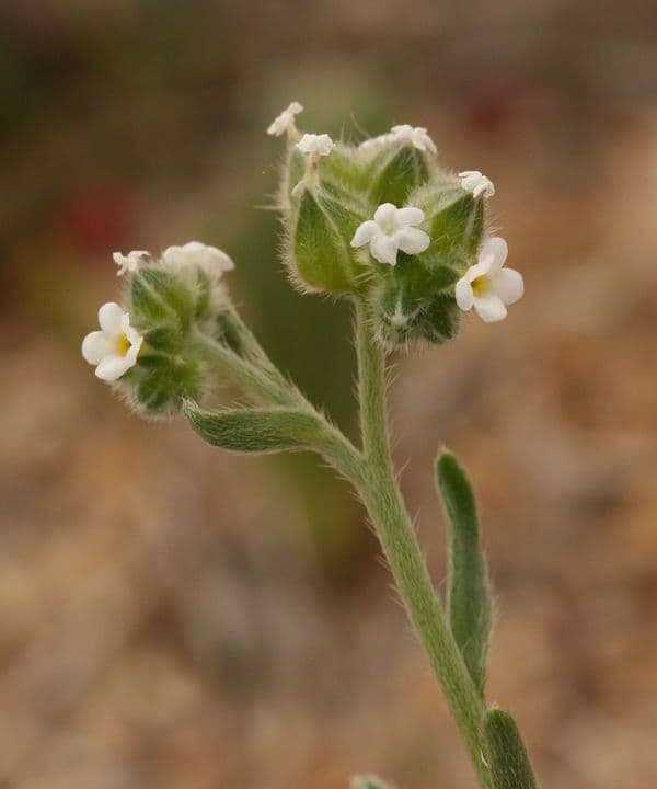 Cryptantha pterocarya 3