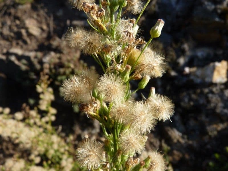 Erigeron di Blake