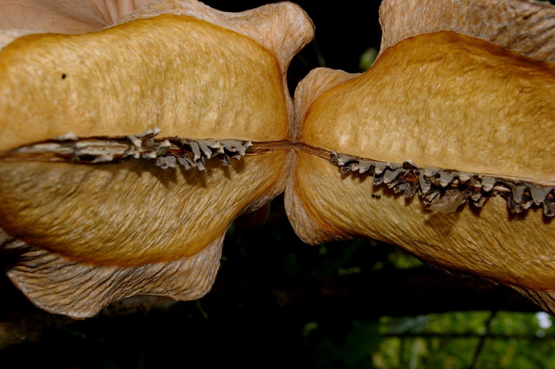 Jacaranda caucana