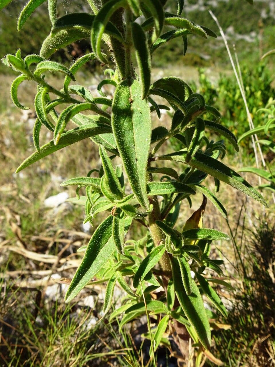 Bocca di leone comune 18