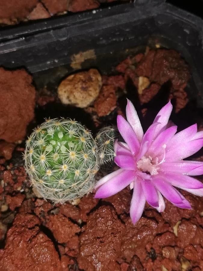 Gymnocalycium 9