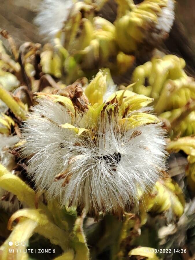 Senecio 3