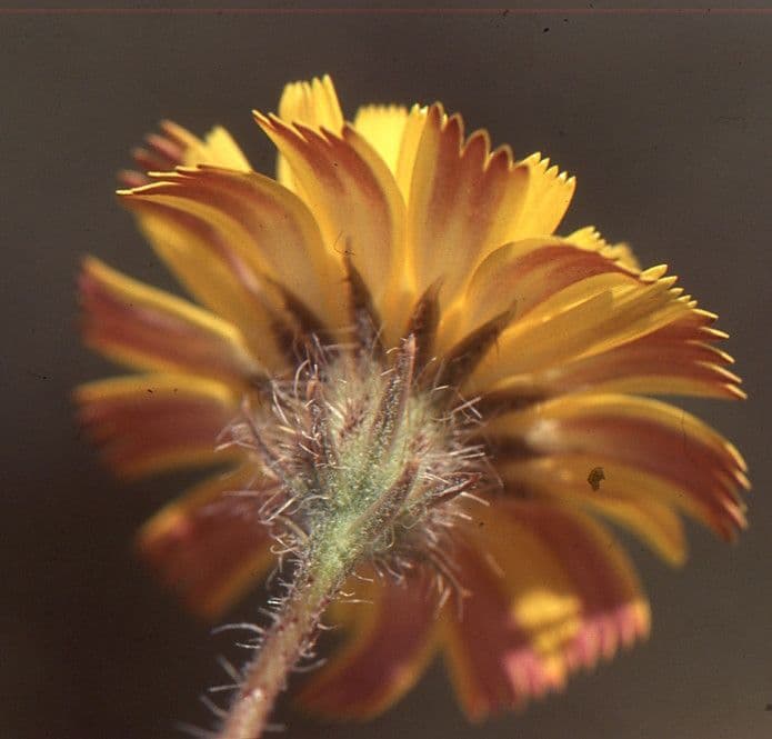 Hawkweed oxtongue 2