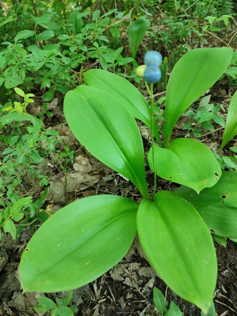 Clintonia boreale 14