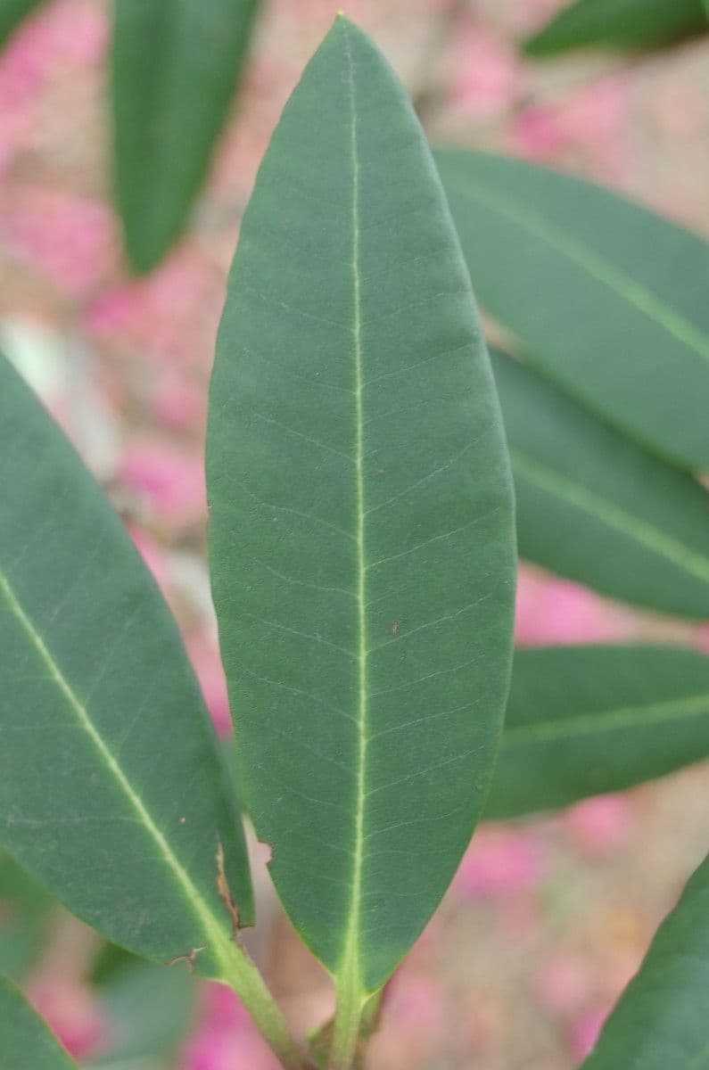 Rododendron anthosphaerum 8
