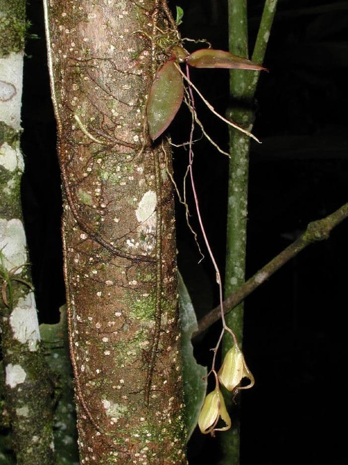 Leochilus 11