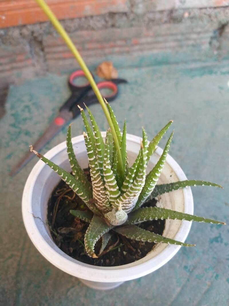 Pianta zebra 19