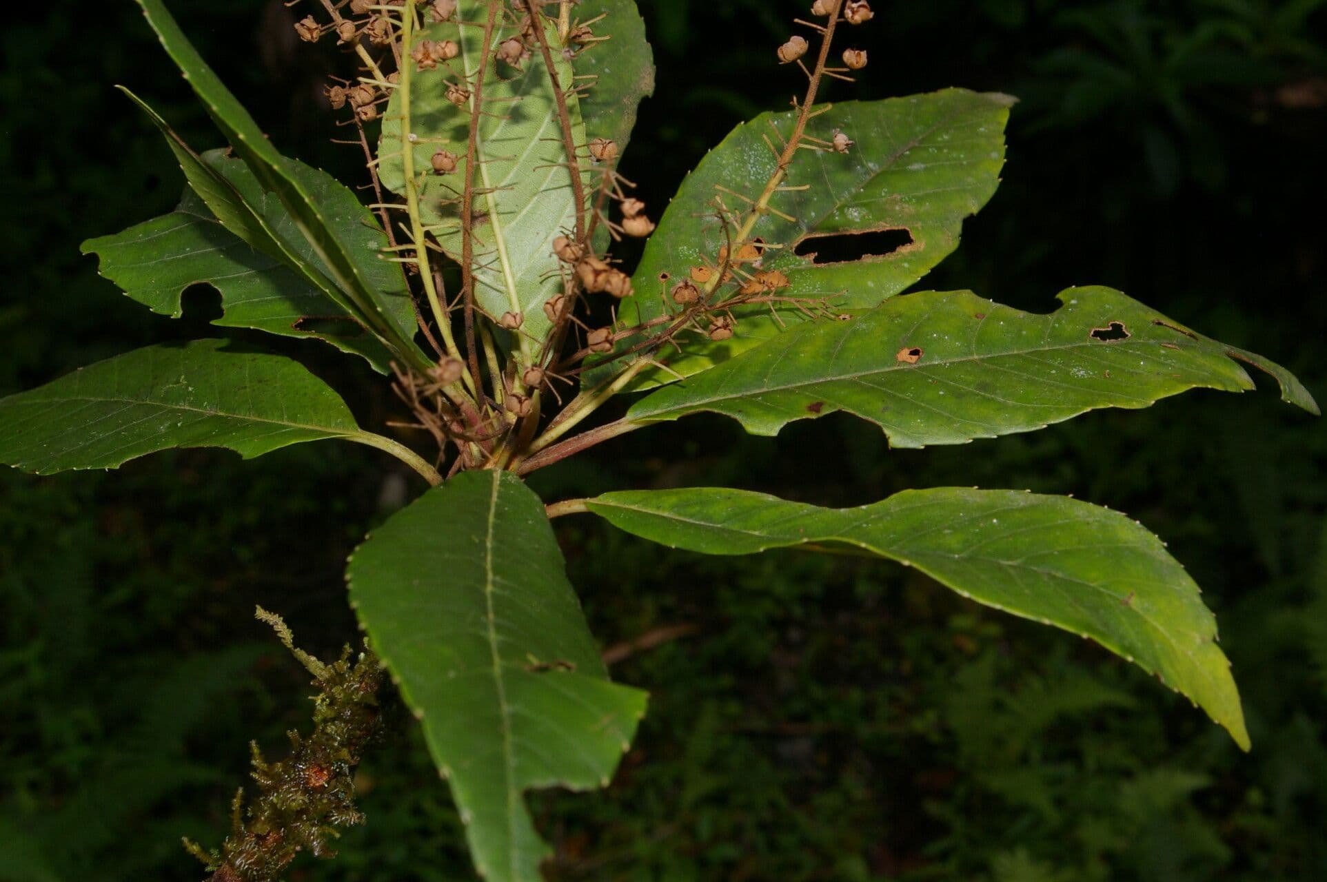 Clethra 3