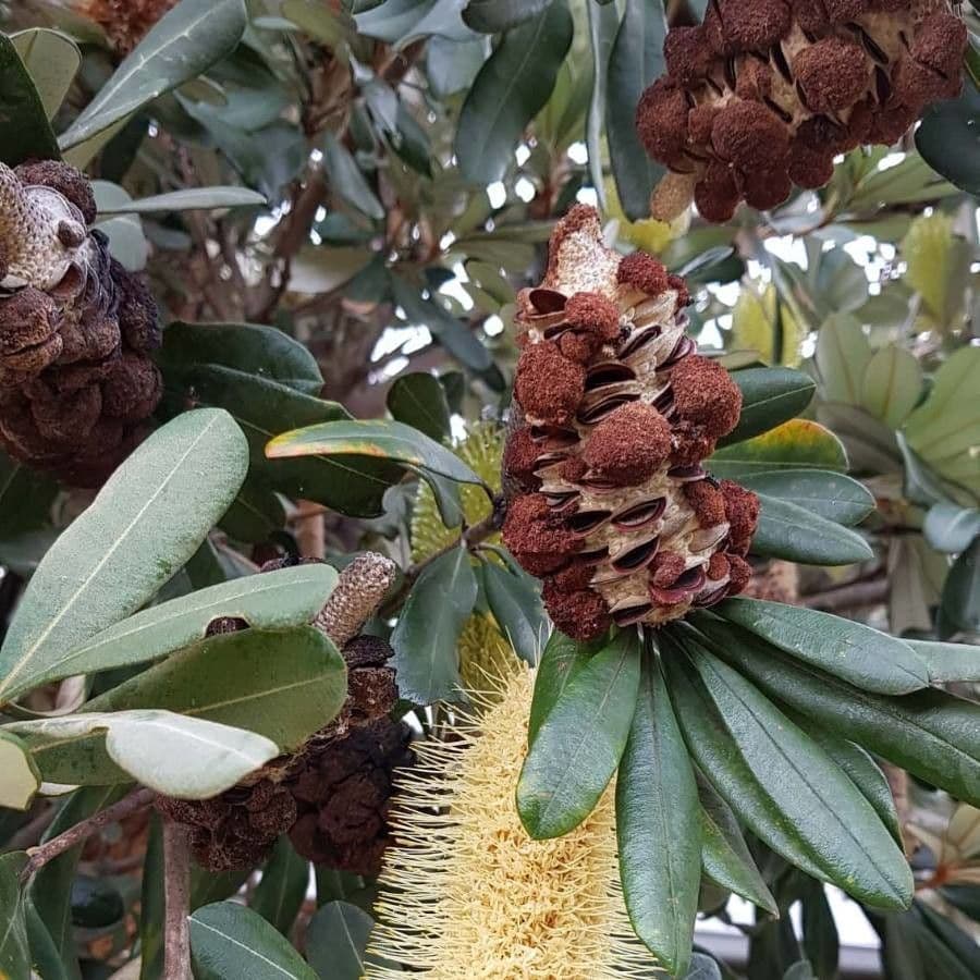 Banksia integrifolia 3