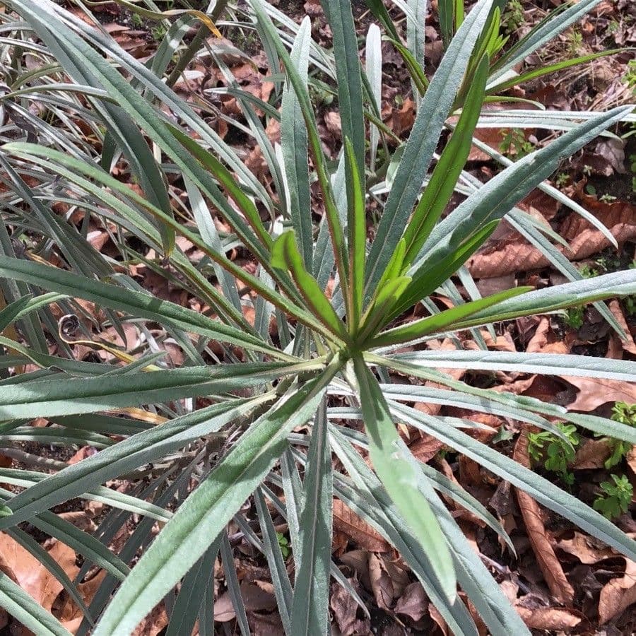 Echium 12
