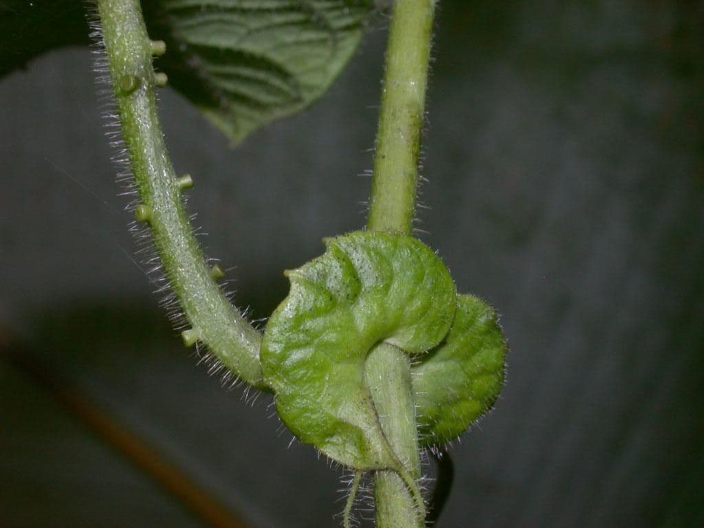 Passiflora 17