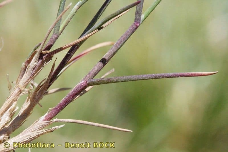 Blaugrüne Grannen-Rispengras 3