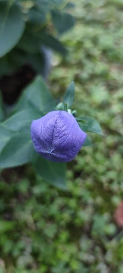 Platycodon à grandes fleurs 7
