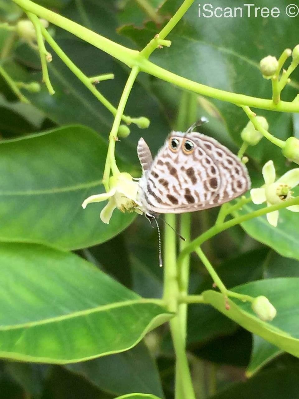 Ekebergia