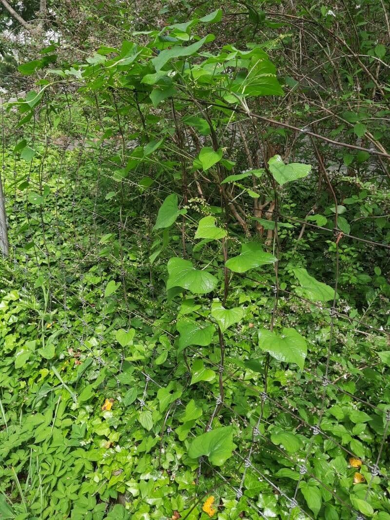 Tamaro 14