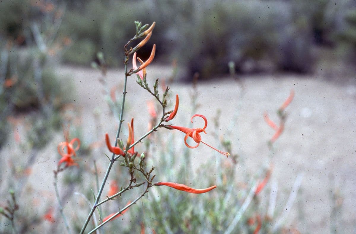 Anisacanthus 10
