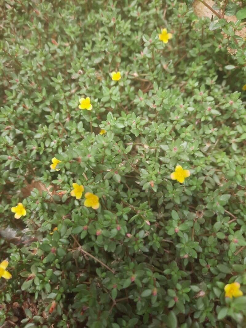 Portulaca 10