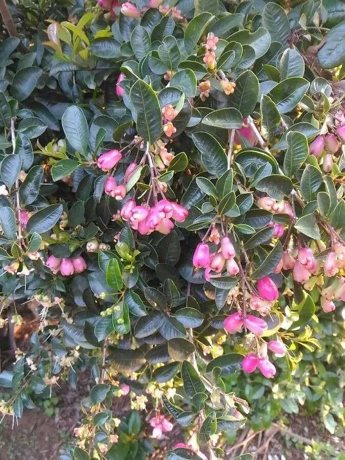 Rote Escallonie 2
