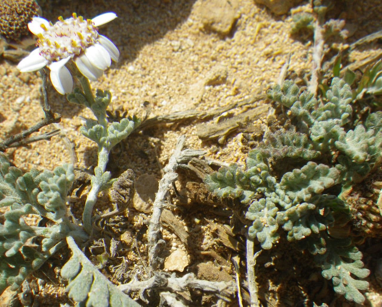 Camomilla 12