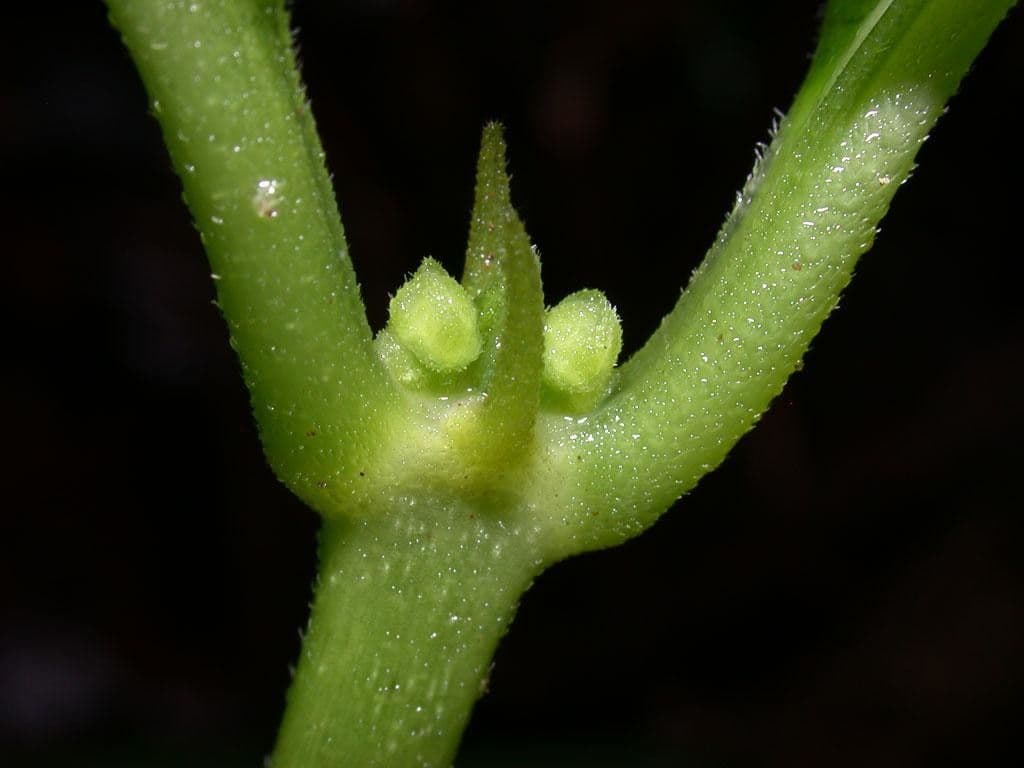 Ronabea latifolia 13
