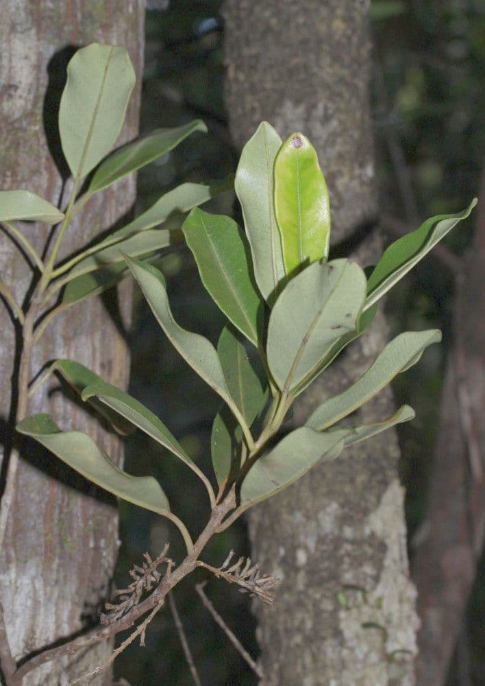Quintinia