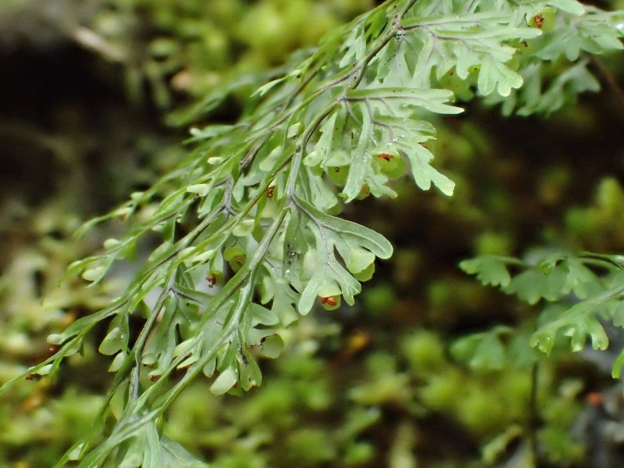 Hymenophyllum 5