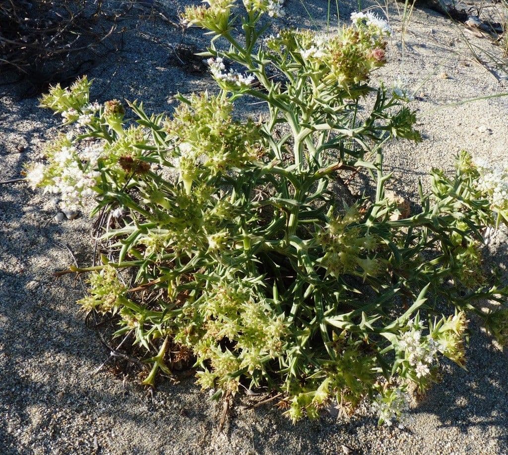 Echinophora spinosa 14