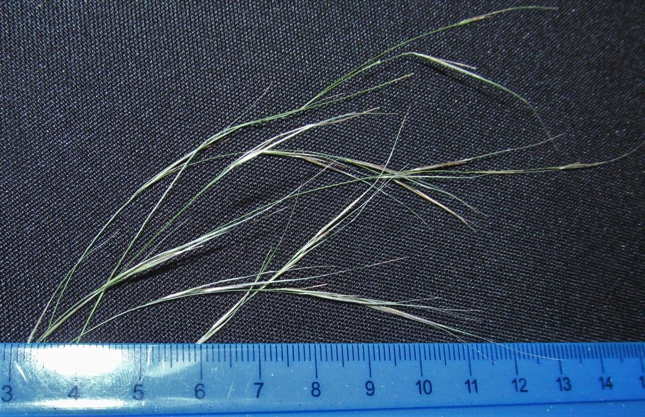Aristida 5