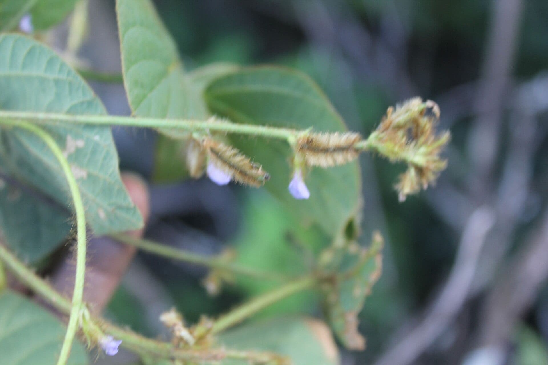 Calopogonium