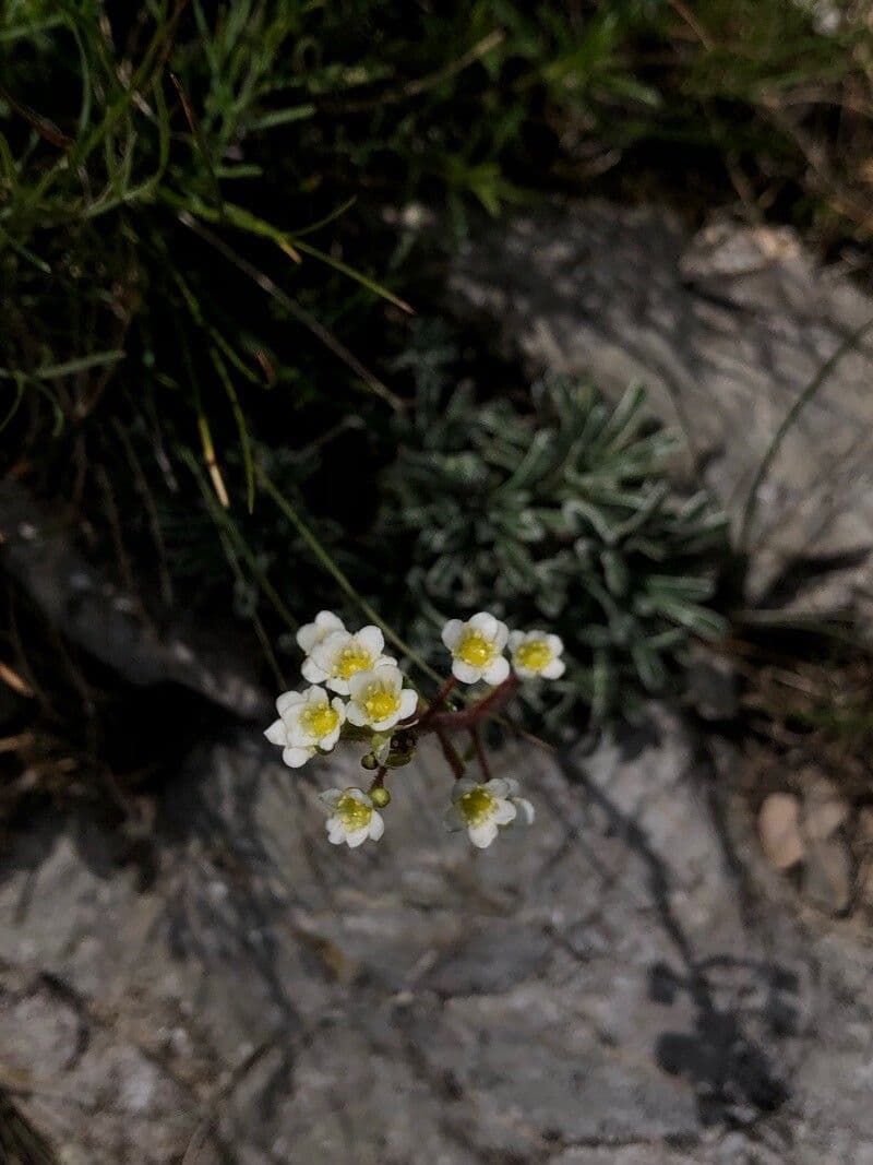 Saxifrage incrustée 2
