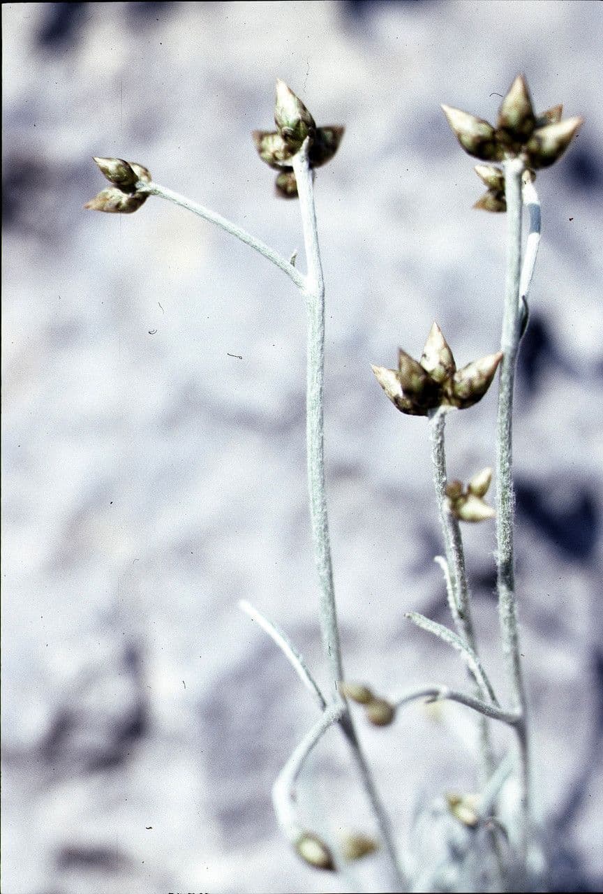 Phagnalon 6