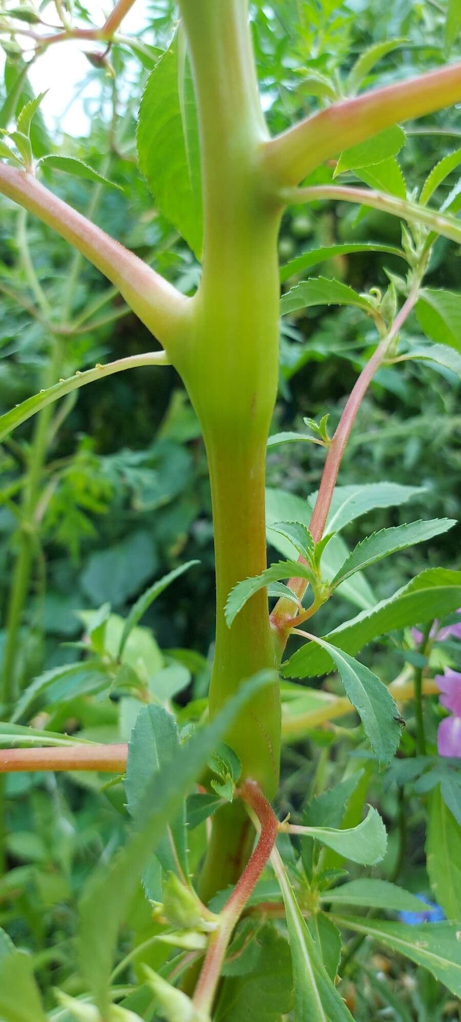 Balsamina 22
