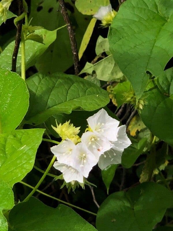 Jacquemontia paniculata 4