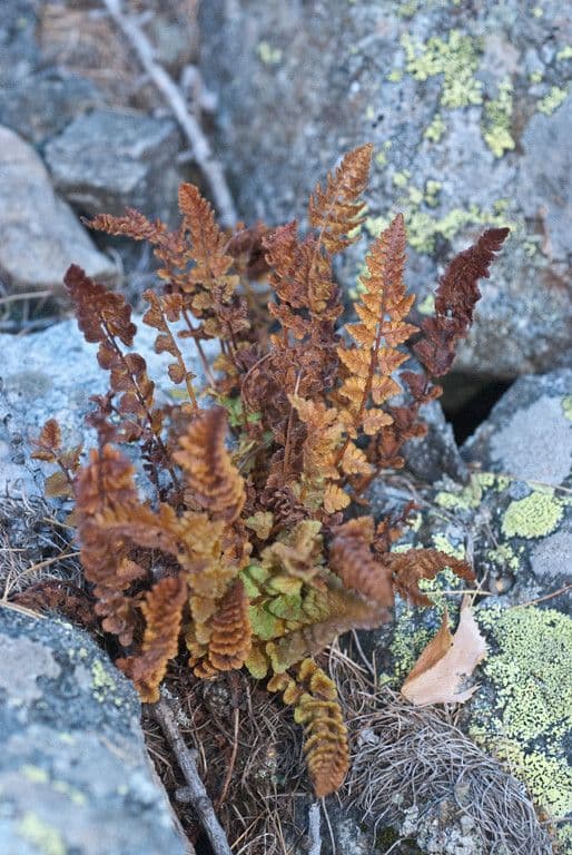 Pazoubek alpský 10
