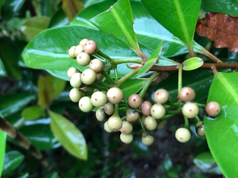 Ardisia eliptická 2