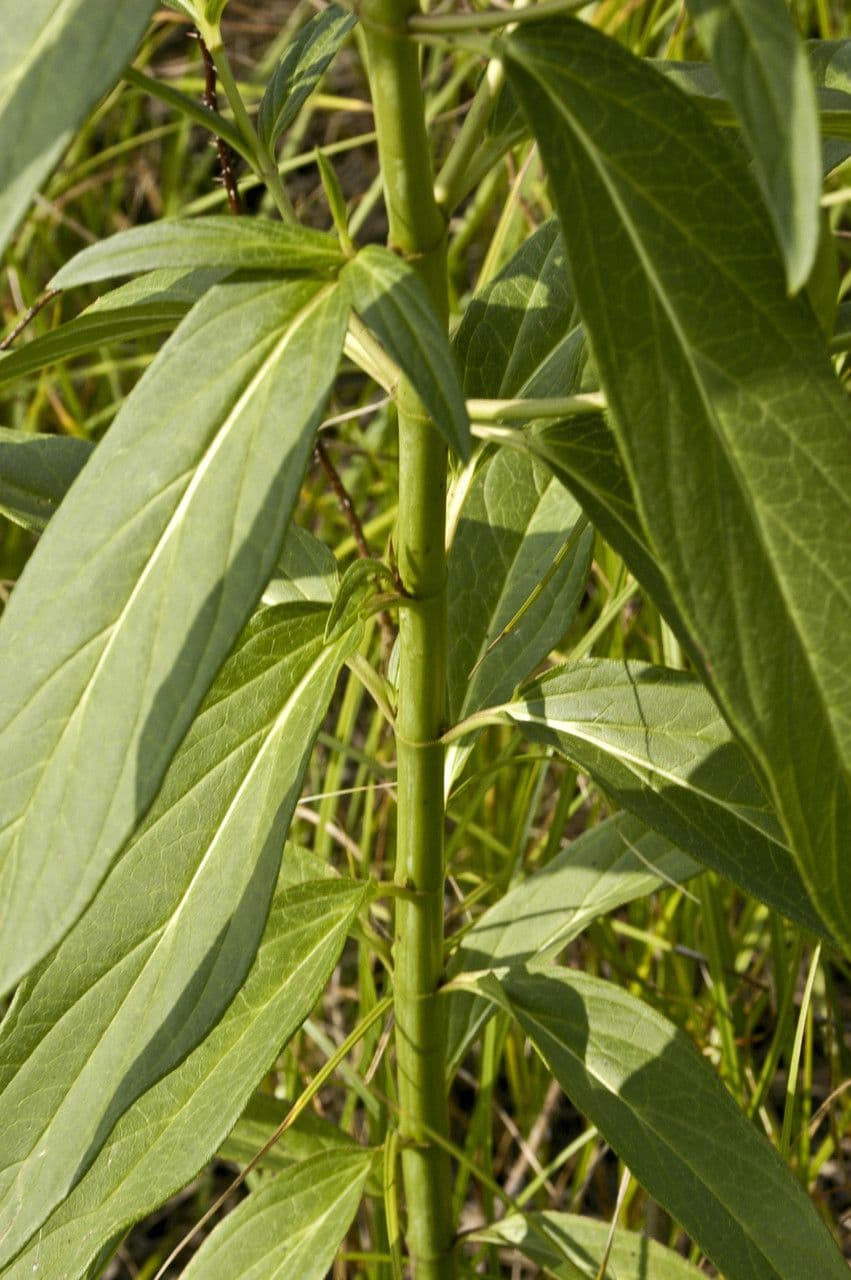 Asclepiade incarnata 21