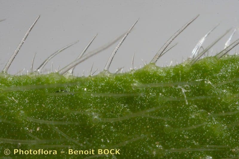 Onosma 23