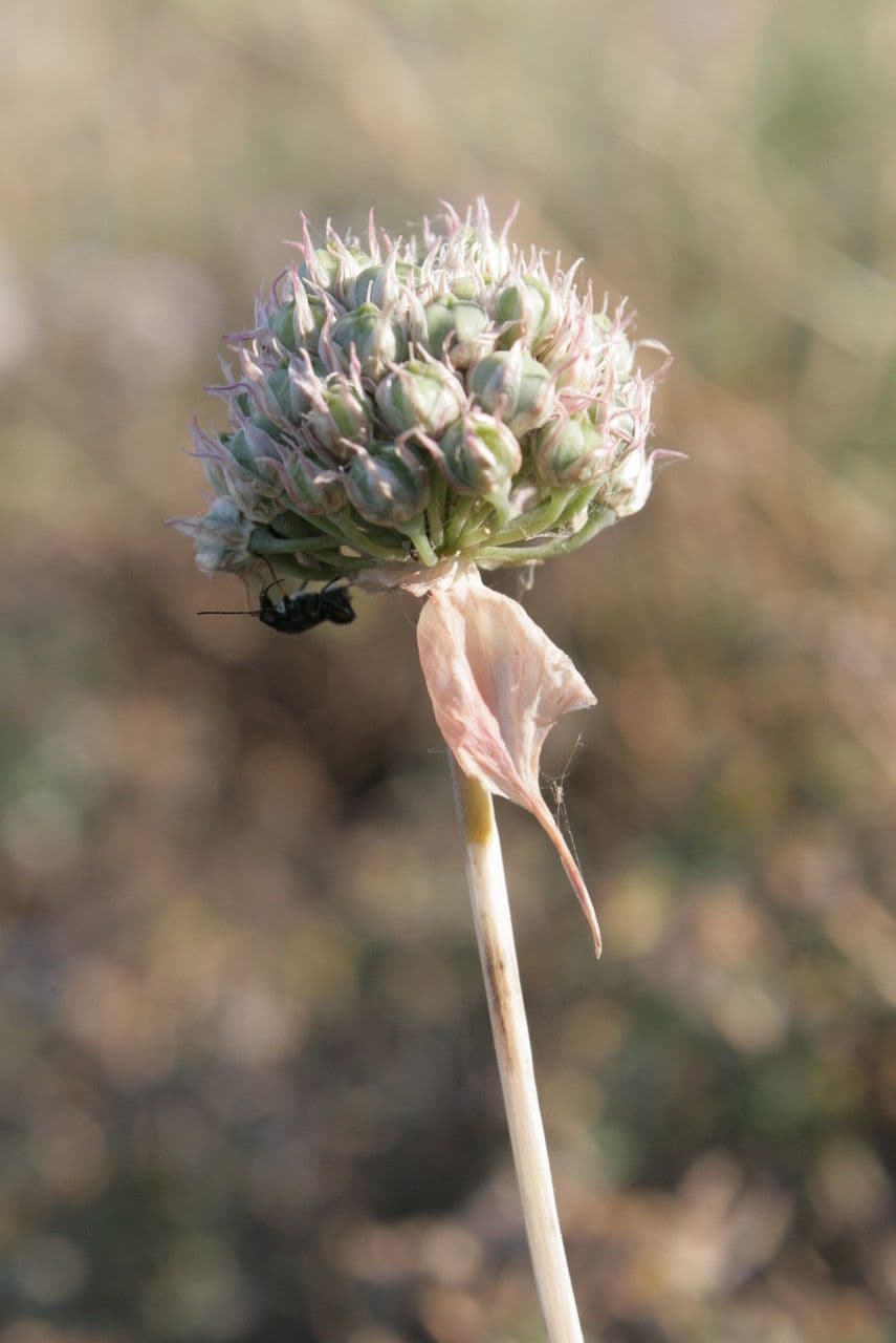 Aglio 4