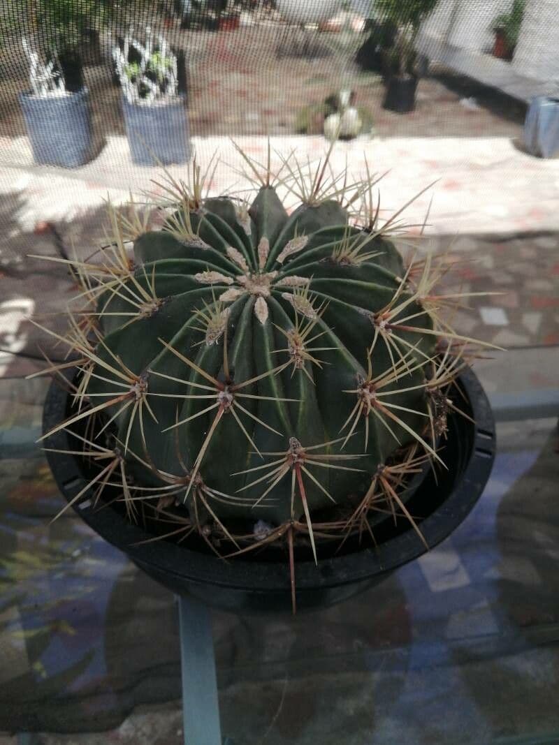 Melocactus 17